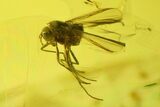 Fossil Caddisfly (Trichoptera) and Fly (Diptera) in Baltic Amber #200042-2